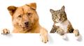 Правила содержания дом. собак, кошек, а также отлова безнадзорных животных в населенных пунктах РБ